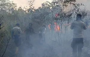 Kebakaran Way Kambas Meluas, Diduga Sengaja Dibakar