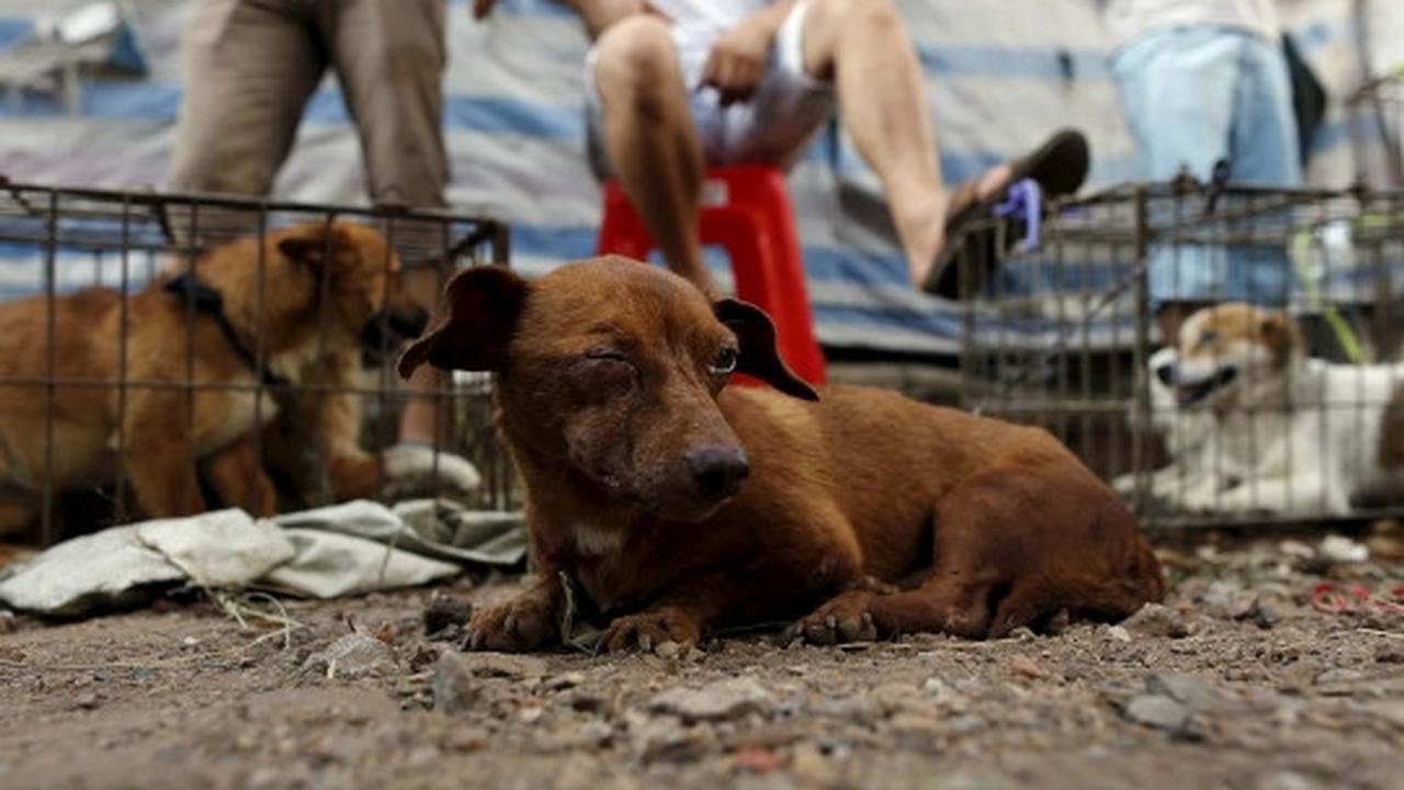 Sadis, ribuan anjing & kucing dibantai untuk dikonsumsi di China