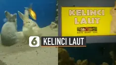 Seorang pemuda dibuat kaget ketika menemukan kelinci laut di akuarium.