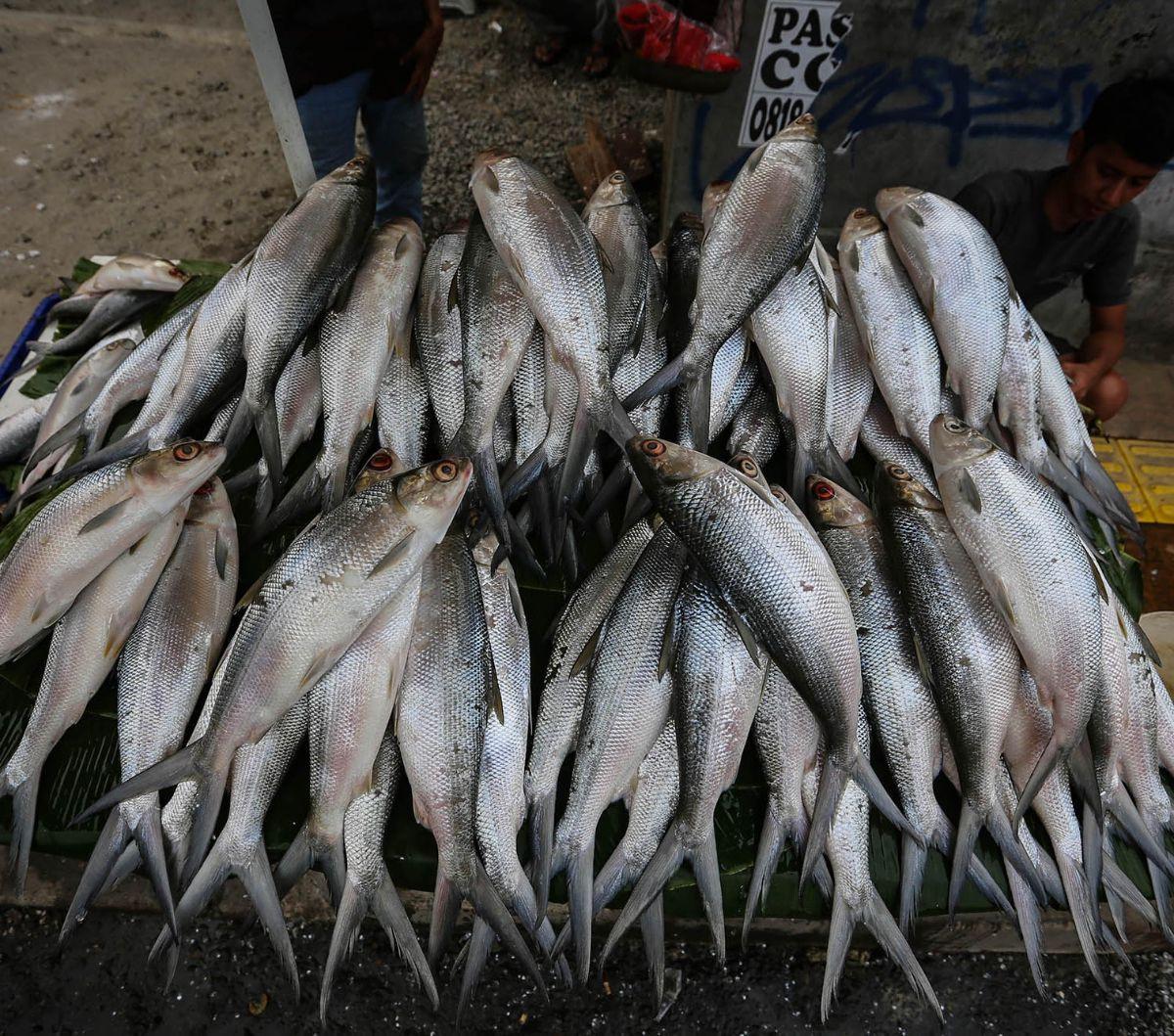 Menjelang perayaan Imlek, sejumlah pedagang ikan bandeng mulai menjamur di berbagai kawasan Ibu Kota Jakarta. Salah satunya di Rawa Belong, Jakarta Barat. Hal itu terjadi lantaran ikan bandeng merupakan salah satu sajian wajib, selain kue keranjang dan je
