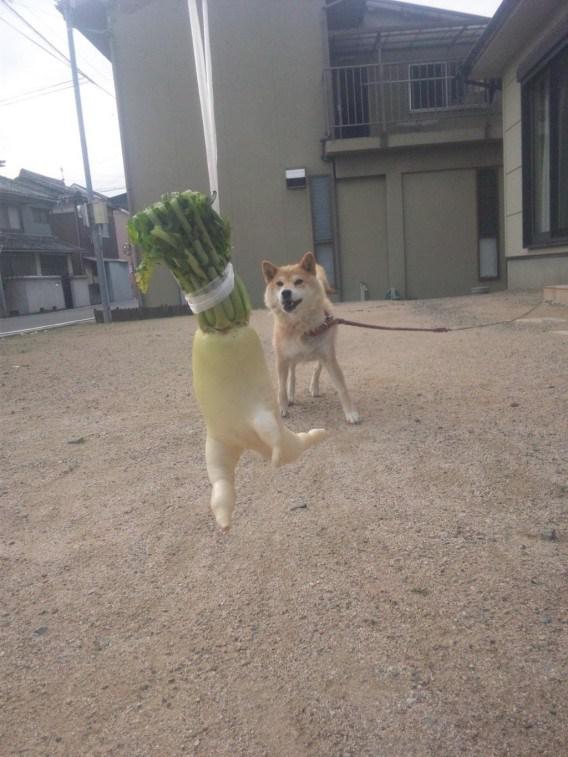 Lobak berlari, karena seperti orang yang lari | Photo copyright Rocketnews24.com