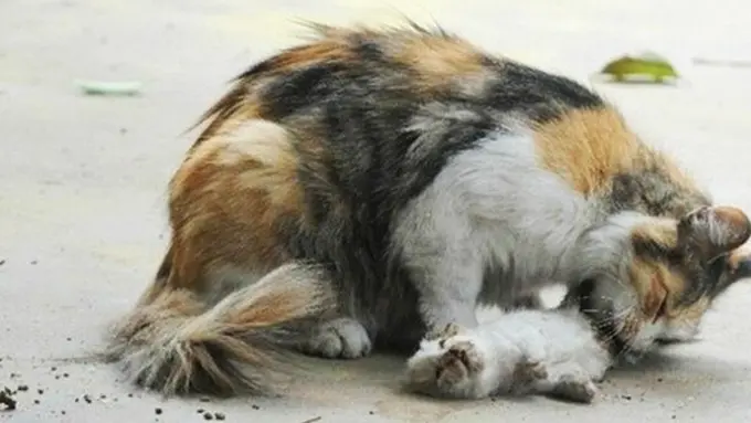 Photo: Copyright stomp.com.sg