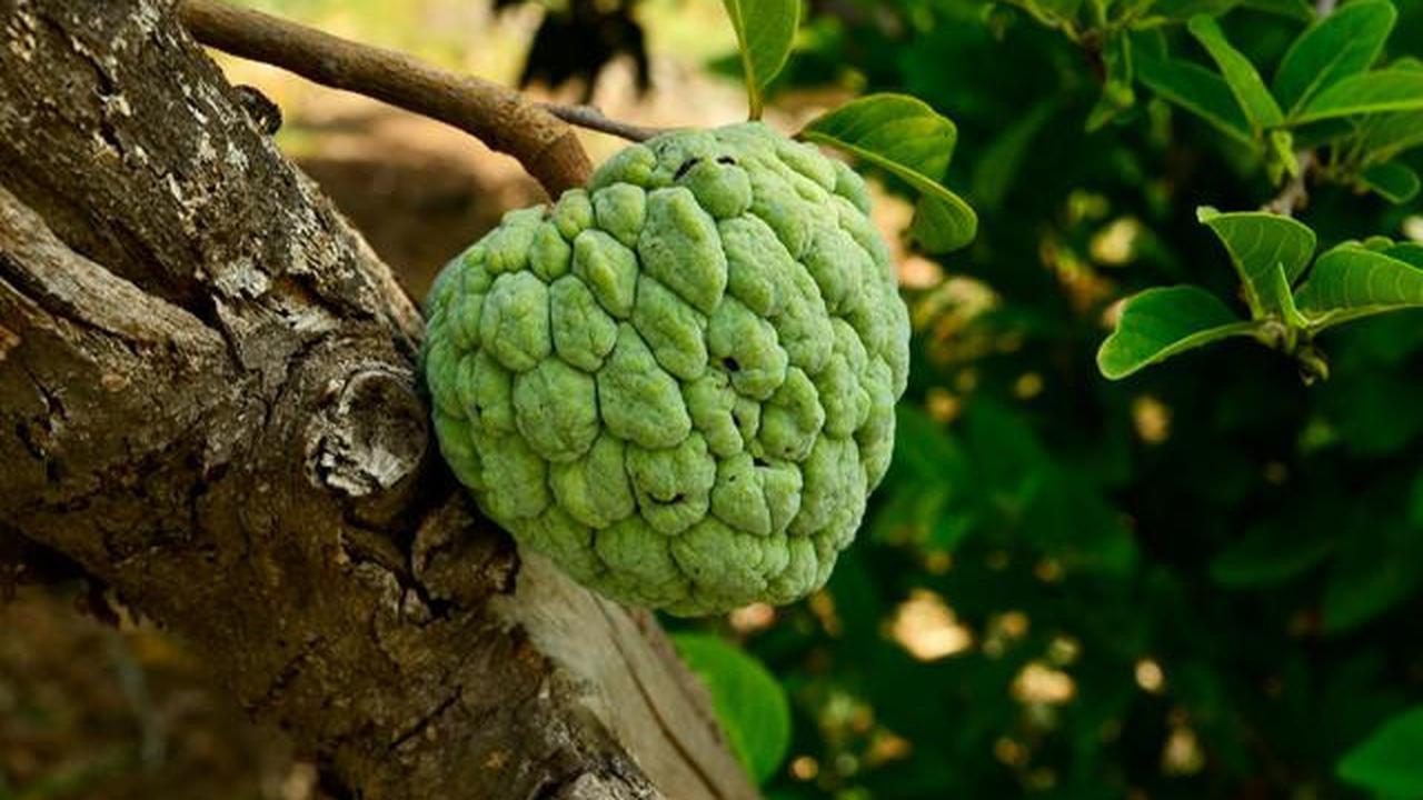 Pohon Buah untuk Rumah Cluster dengan Lahan Terbatas, Pilihan untuk yang Hobi Berkebun