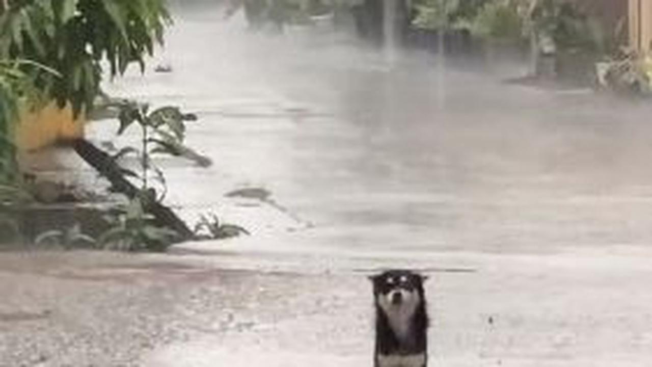Berdasarkan dalam keterangan, pemilik akun @celibun baru saja kehilangan anjing kesayangannya bernama Molly. Dimana, Molly dan anjing hitam ini sudah kawin dan sangat akrab. 

Pemilik akun @celibun menjelaskan jika  anjing yang dikenal bernama si Item s