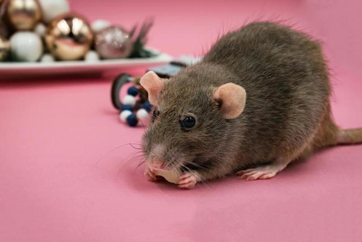 Ilustrasi Tikus