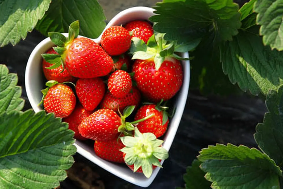 Foto: copyright Shutterstock.com