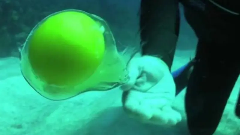 Ini yang Terjadi Bila Telur Dipecahkan Dalam Laut