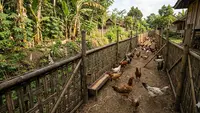 17 Cara Ternak Ayam Kampung Tanpa Membeli Kandang, Cocok untuk Pemula dengan Modal Terbatas