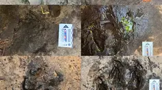Jejak Kaki Dinosaurus Pemakan Daging Berusia 120 Juta Tahun Ditemukan di Thailand