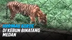 HARIMAU KURUS HINGGA MAKAN RUMPUT DI KEBUN BINATANG MEDAN