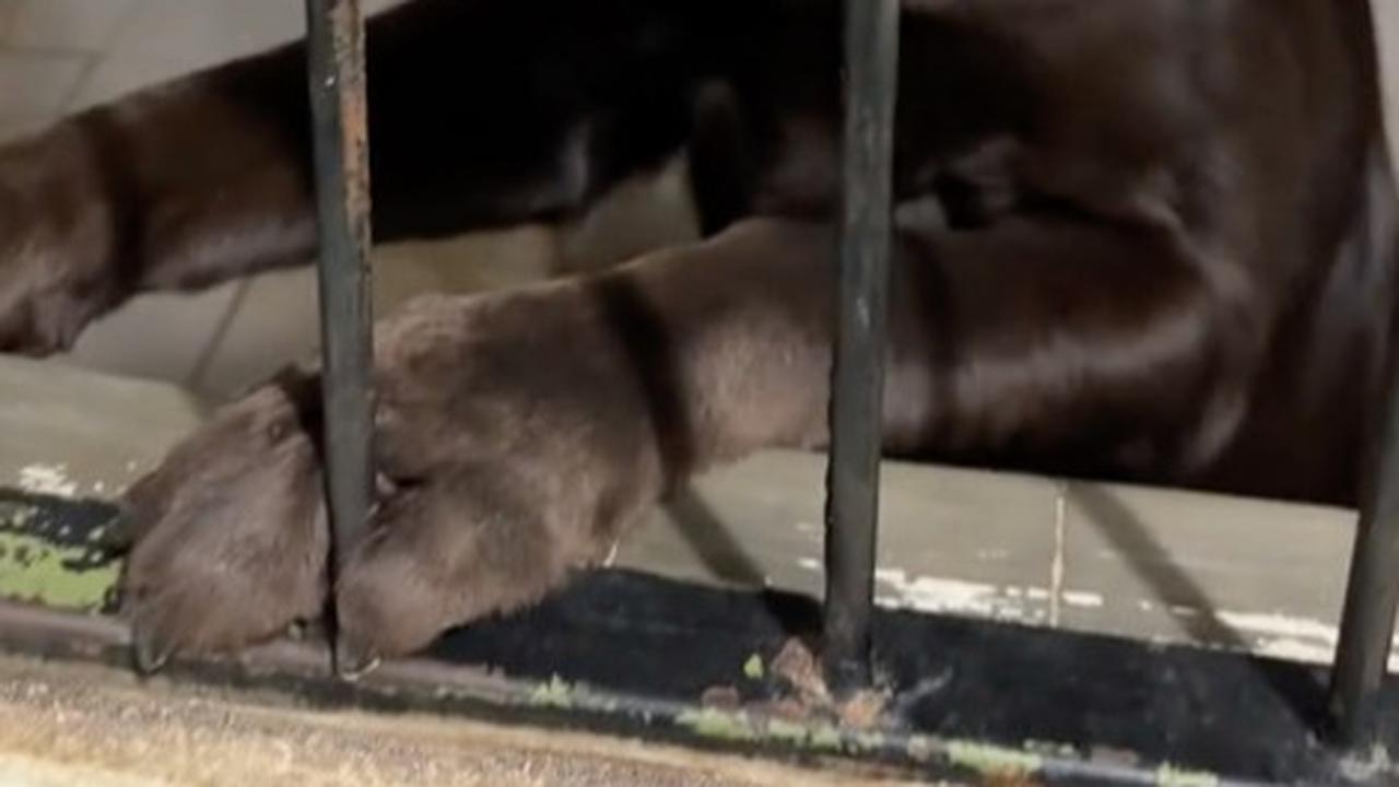 Penampakan Kandang Anjing Polisi saat Malam Hari, Ada yang Antusias Minta Makan