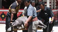 Ma’nene, Ritual Membersihkan dan Mengganti Pakaian Jenazah di Toraja