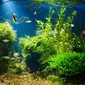 Cara Membuat Aquascape (sumber: iStock)