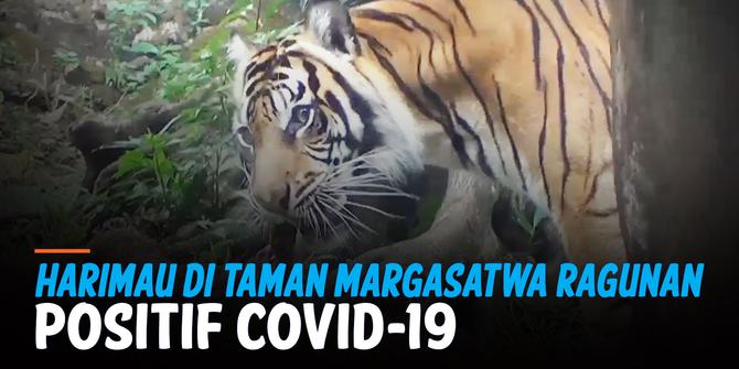 VIDEO: Dua Harimau Positif Covid-19 di Taman Margasatwa Ragunan Sudah Membaik