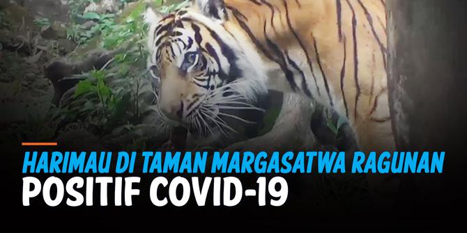 VIDEO: Dua Harimau Positif Covid-19 di Taman Margasatwa Ragunan Sudah Membaik