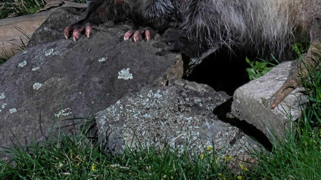 <b>Opossum Tidur Hingga 18 Jam Sehari</b><br>