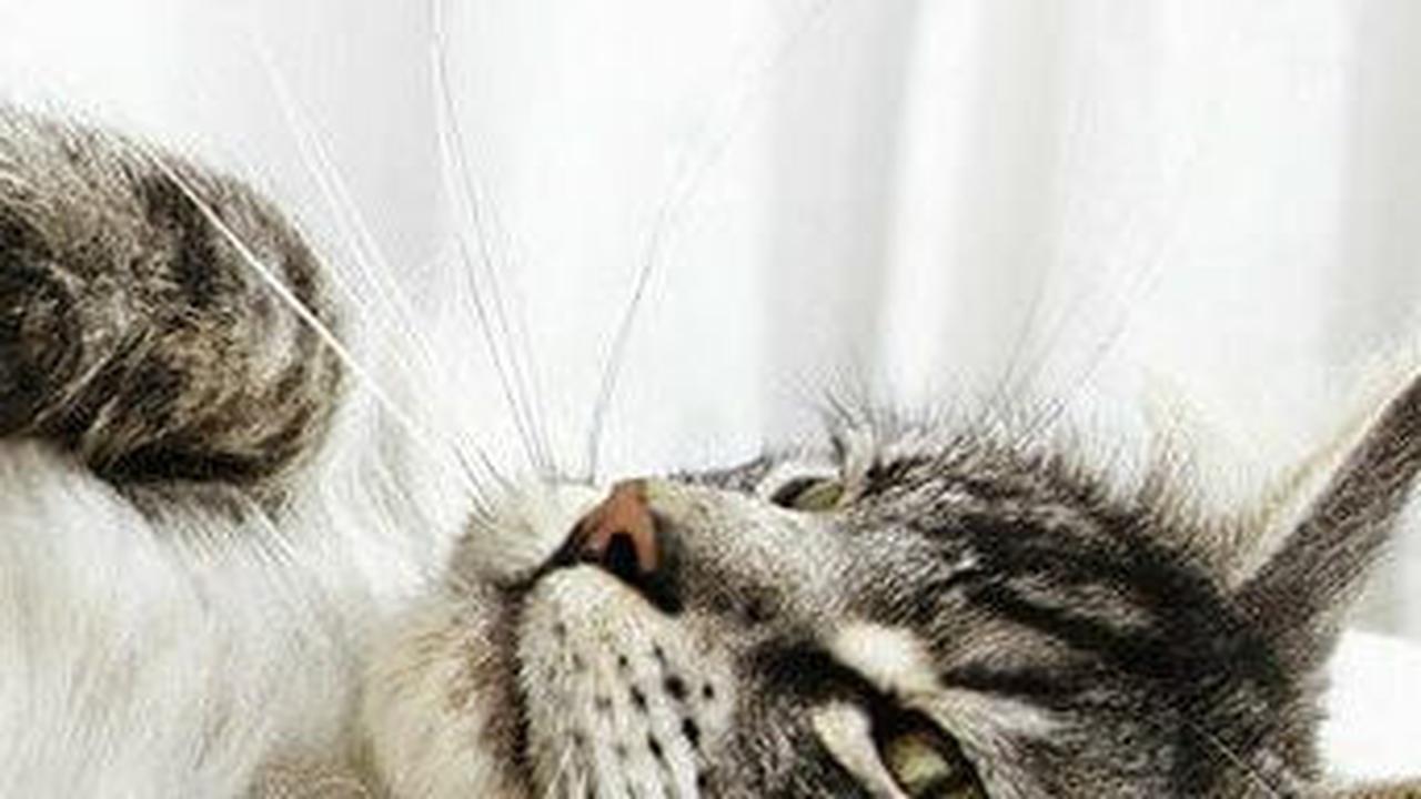 Nama Kucing Lucu Lainnya
