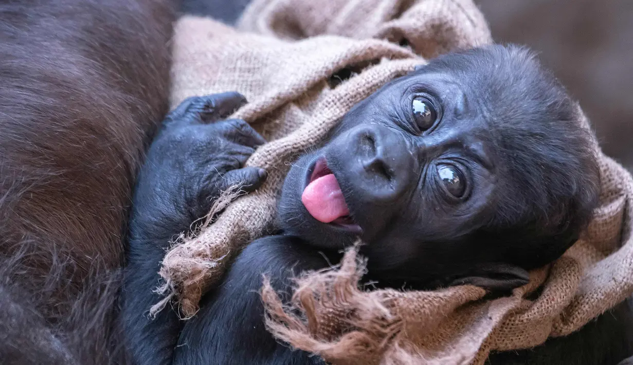 Ekspersi Kio bayi gorila saat berada di pelukan ibunya Kumili di kebun binatang di Leipzig, Jerman (7/2). Kio tinggal bersama Diara dan Kianga adik dari ibunya Kumili. (AP Photo / Jens Meyer)