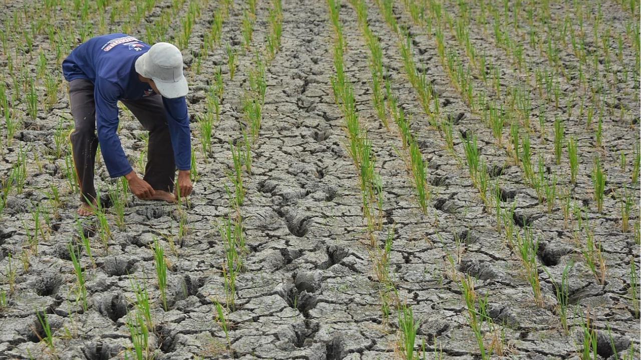 Ribuan Ha Lahan Pertanian Kekurangan Air, Pemkab Bekasi Keluarkan Status Darurat Bencana Kekeringan