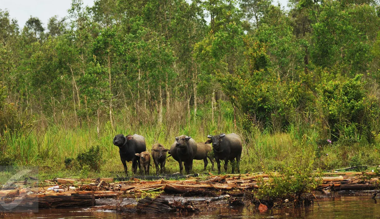 Kerbau rawa Pampangan mencari makan di tengah rawa, Sumatera Selatan, (25/3). Binatang ini masuk dalam tujuh rumpun kerbau asli Indonesia yang saat ini dikembangkan populasinya sebagai penghasil daging dan susu. (Liputan6.com/Gempur M Surya)