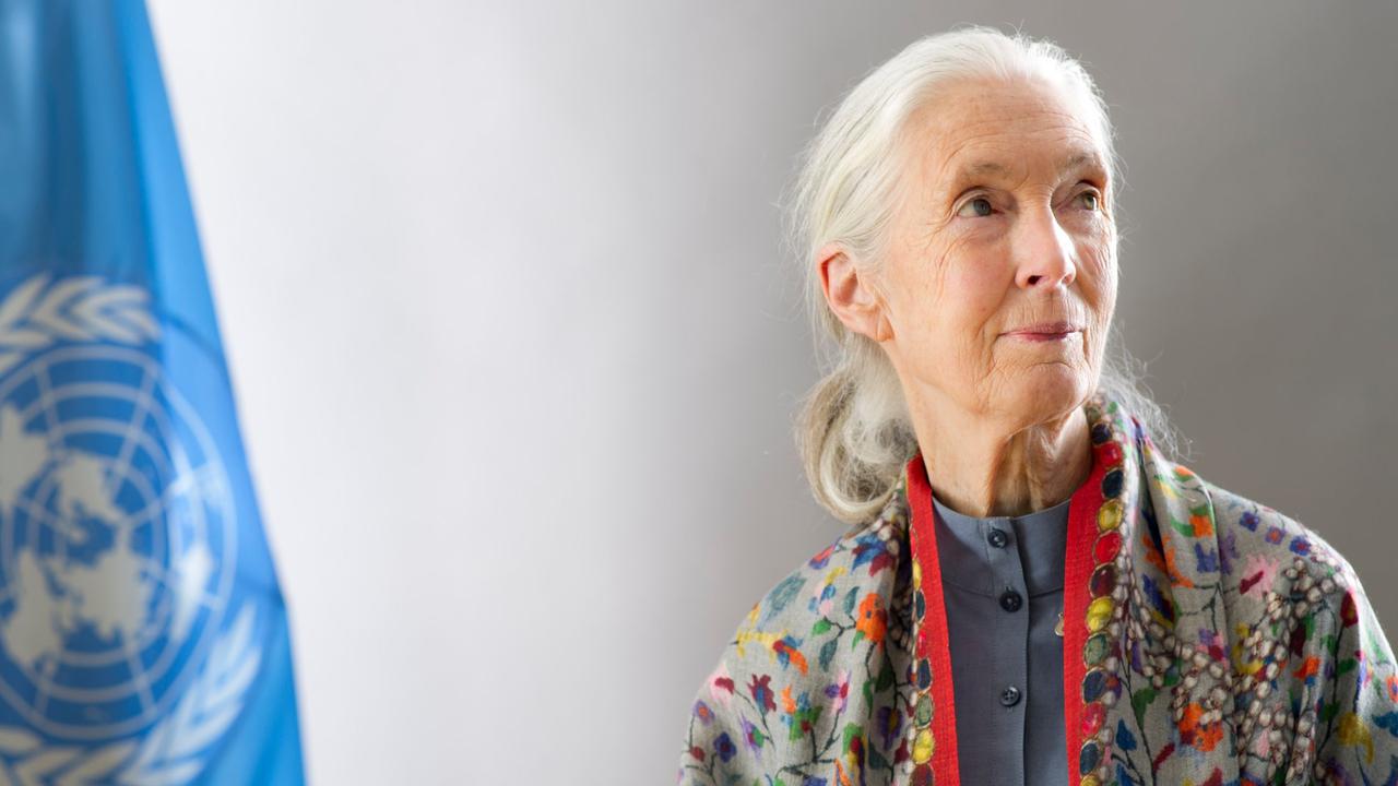 Jane Goodall: Profile of the Legendary Primatologist Who Died at 91