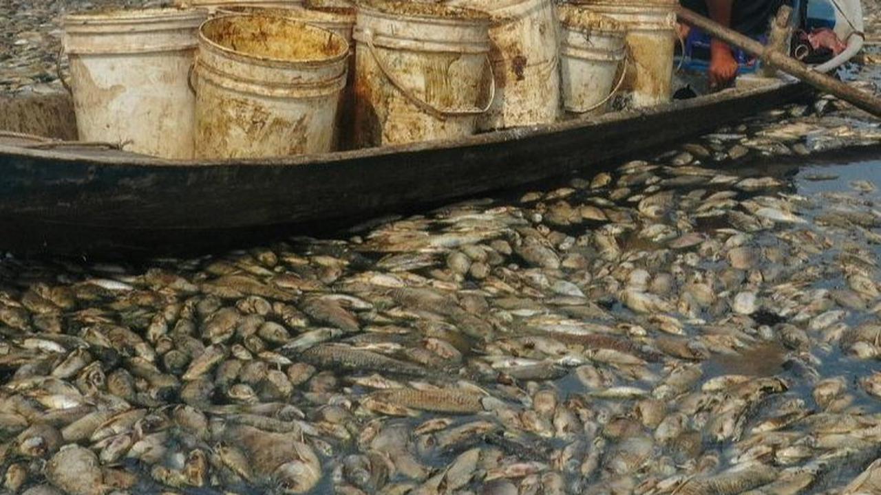 Menurut laporan penduduk setempat dan media-media lokal, gelombang panas brutal dan pengelolaan waduk adalah penyebabnya matinya ratusan ribu ikan tersebut.&nbsp;Foto: AFP/STR