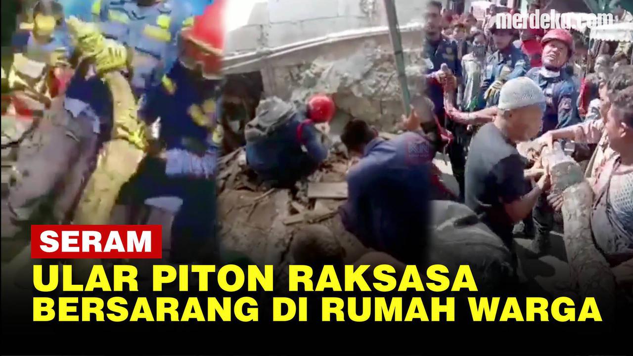VIDEO: Penampakan Ular Piton Raksasa Bersarang di Rumah Warga di Cilincing