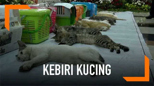VIDEO: Ratusan Kucing Jantan di Jaktim Dikebiri, Ada Apa?