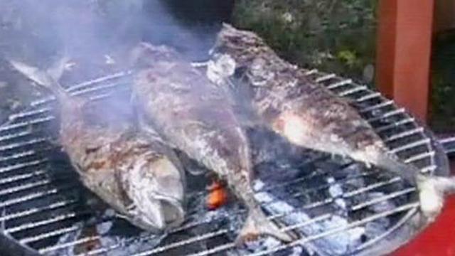 Berita Ikan Bakar Hari Ini Kabar Terbaru Terkini Liputan6 Com