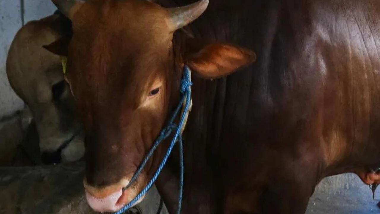 Mereka memanfaatkan biogas kotoran sapi yang didapat dari peternakan sapi di kawasan Pancoran.