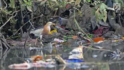 Burung residen Blekok Sawah (Ardeola speciosa) terlihat di kawasan Hutan Lindung Angke Kapuk, Jakarta, Sabtu (11/5/2019). Kegiatan dalam rangka Hari Burung Migrasi Sedunia tersebut mengangkat tema Lindungi Burung: Jadi Solusi Terhadap Polusi Plastik. (Liputan6.com/Herman Zakharia)
