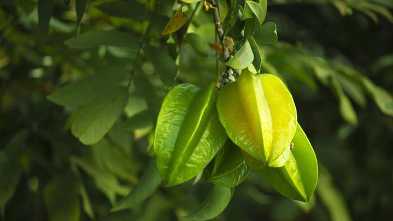 8 Jenis Pohon Buah Tahan Kemarau untuk Pekarangan Rumah, Tetap Panen di Musim Kering