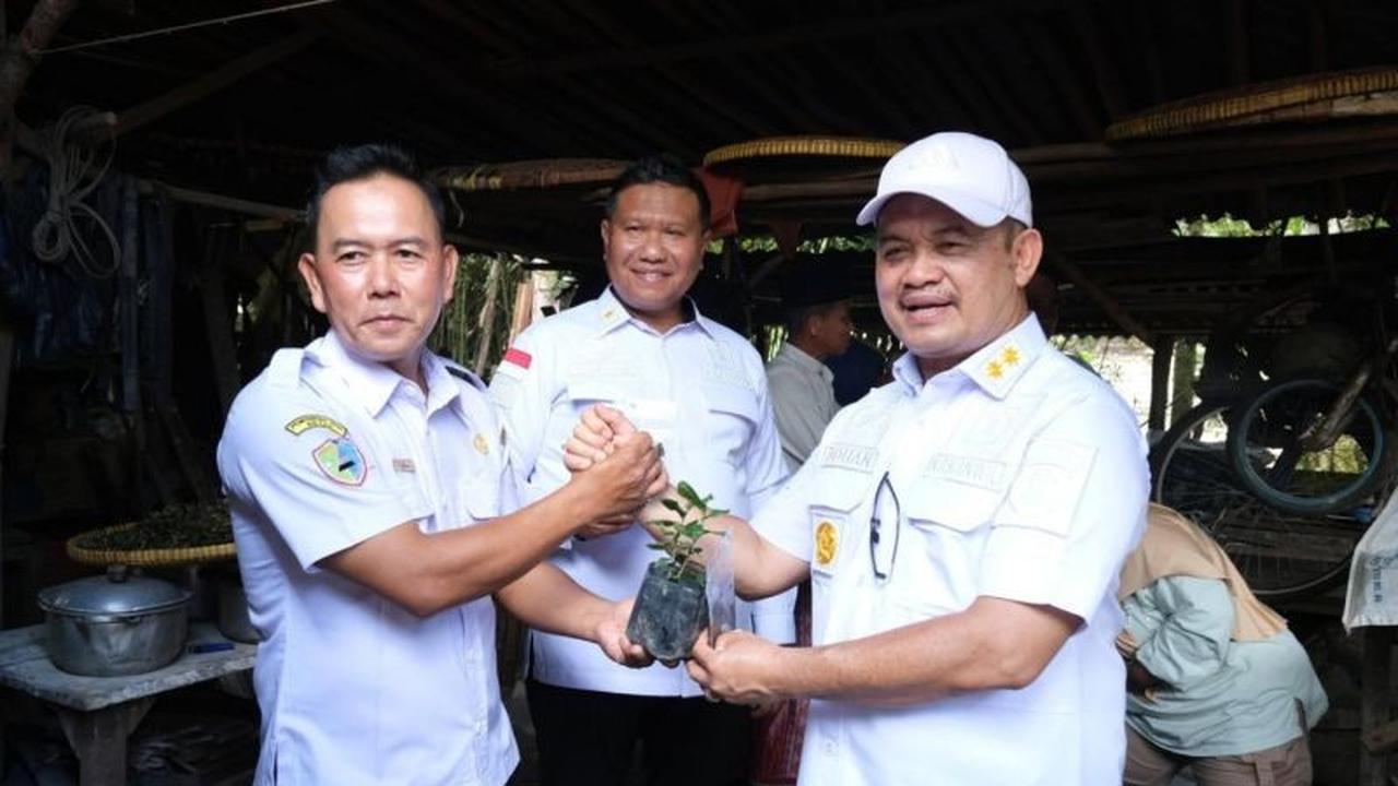 Fakta Unik: Teh Tayu Bangka Barat, Teh Dataran Rendah Berusia 150 Tahun, Segera Jadi Indikasi Geografis?
