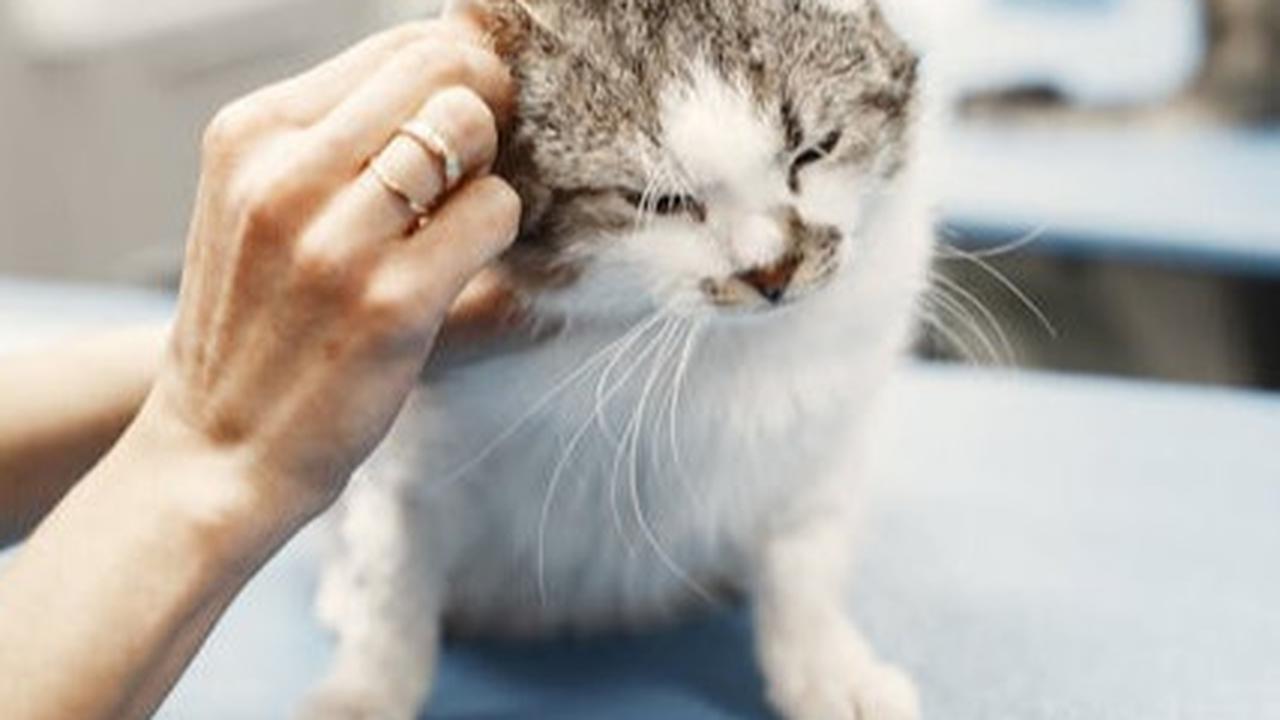 Tips Membuat Kucing Tetap Nyaman di Rumah Sendirian ketika Ditinggal Liburan