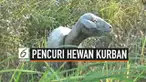 Polsek Sidayu Pasuruan menangkap 3 pencuri hewan kurban, mereka menginvcar hewan kurban yang berada di tanah lapang. Aksi mereka dipergoki warga saat akan membawa hewan curiannya. Polisi mengimbau warga waspada maraknya pencurian hewas kurban.