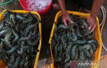 Meski Diperketat, Indonesia Tetap Bisa Ekspor Udang ke AS: Apa Itu Cesium-137?