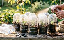 7 Cara Membuat Rumah Bibit Mini dari Botol Bekas, Mudah dan Ramah Lingkungan
