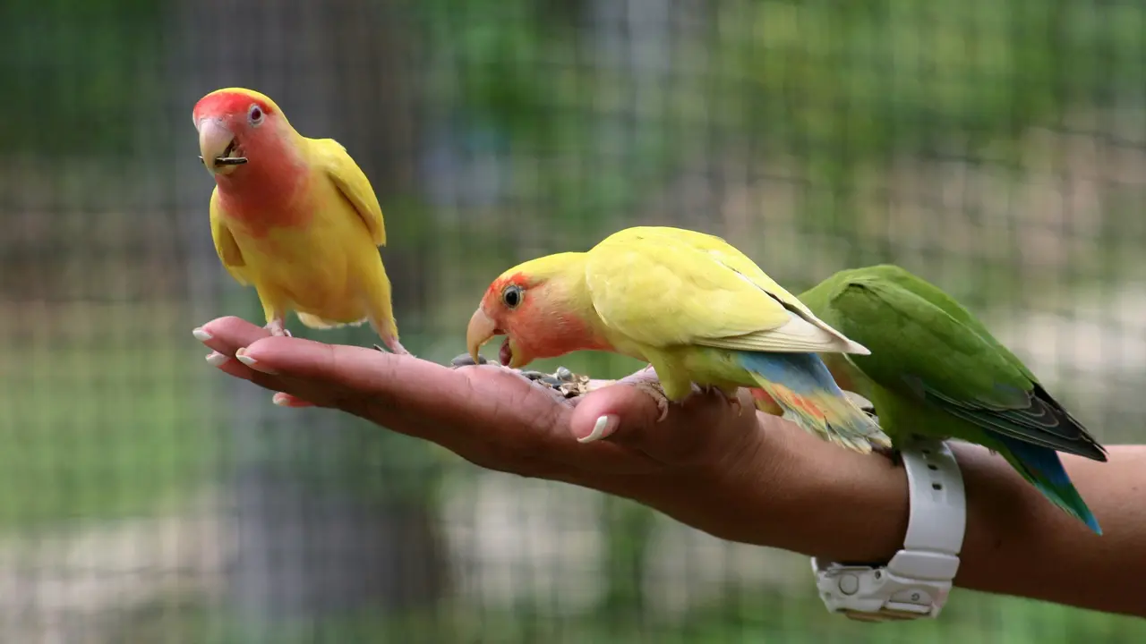 Ilustrasi burung lovebird