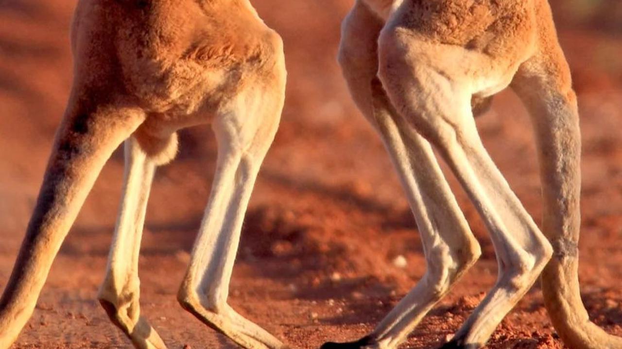 Petani Australia Dihajar Kanguru Setinggi 2 Meter, Ternyata Ini Penyebabnya