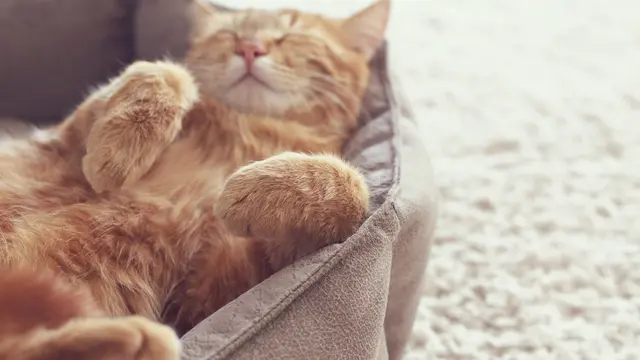 Dari Siaga sampai Santai Maksimal, Yuk Ketahui Suasana Hati Si Kucing dari Posisi Tidur