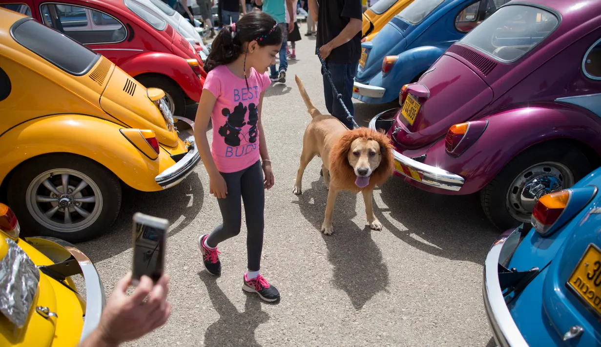 Seorang peserta membawa anjingnya saat mengikuti ajang pertemuan tahunan "Beetle club" di Yakum, Israel tengah (21/4). (AP Photo / Oded Balilty)