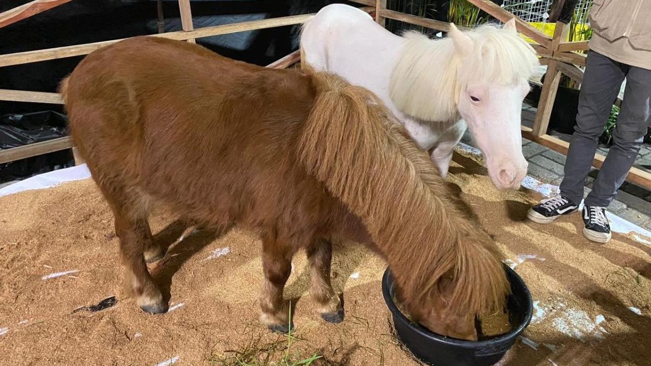 Zoonimals: Mini Kebun Binatang di Dalam Mall