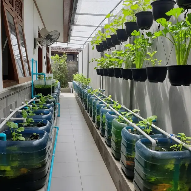 Inspirasi Urban Farming dengan Kombinasi Galon Ikan dan Sayuran Gantung (AI)