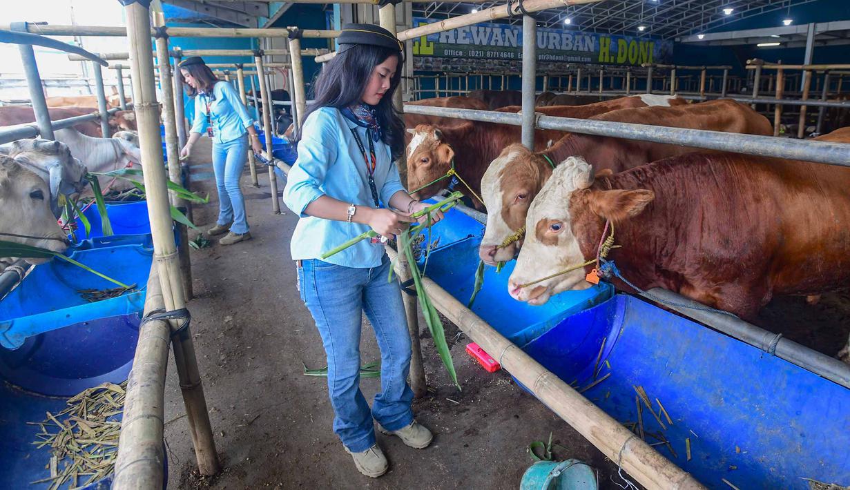 Kehadiran mereka menarik perhatian pengunjung yang datang untuk mencari hewan kurban. Tampak dalam foto, beberapa Sales Promotion Girl (SPG) dengan mengenakan kostum ala pramugari menunjukkan hewan qurban di Mall Hewan Qurban H. Doni, Depok, Jawa Barat, Senin (11/5/2026). (merdeka.com/Arie Basuki)