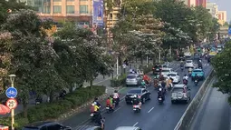 Warna-warni Tabebuya Bermekaran di Jakarta