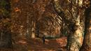 Seorang gadis berjalan melewati pepohonan yang merontokkan daun musim gugurnya di taman Nishat Bagh di Srinagar (16/11/2020). (AFP/Tauseef Mustafa)