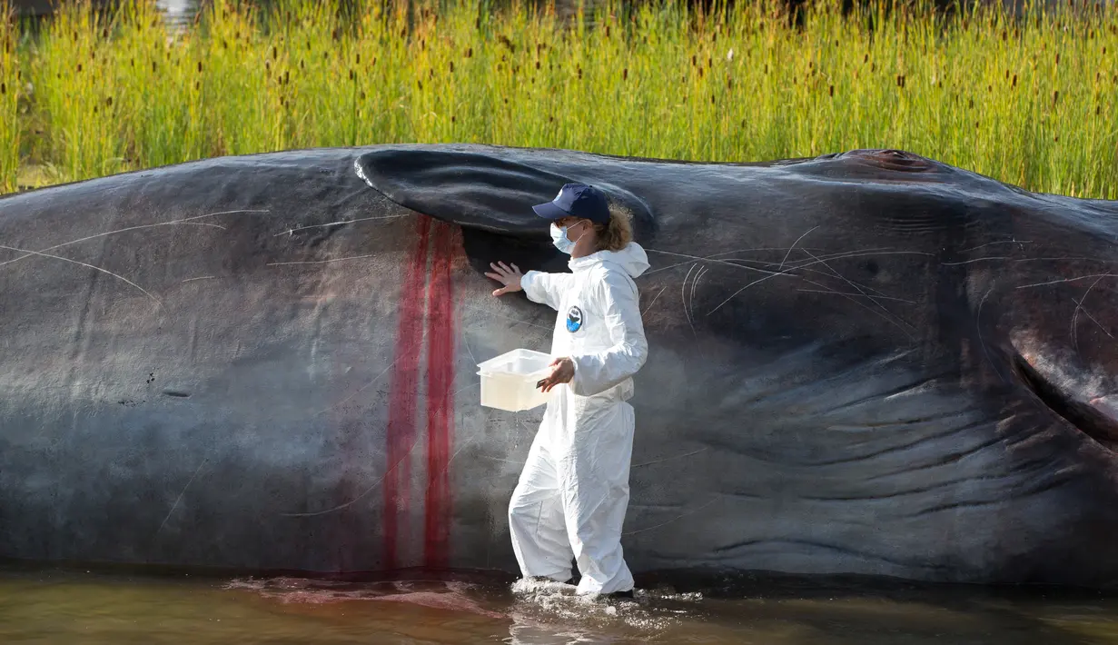 Seseorang berpakaian ilmuwan memeriksa patung paus sperma berbahan fiberglass di sungai Manzanares, Madrid, 14 September 2018. Paus berukuran 15 meter tersebut merupakan instalasi seni karya Kapten Boomer asal Belgia. (AP Photo/Paul White)