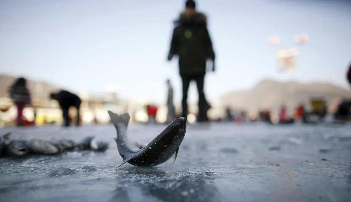 Seorang warga mendapatkan ikan trout atau disebut ikan air tawar selama acara Festival Es di sungai yang beku di Hwacheon, selatan dari zona demiliterisasi (DMZ) yang memisahkan dua Korea, (9/1/2016). (REUTERS/Kim Hong-Ji)