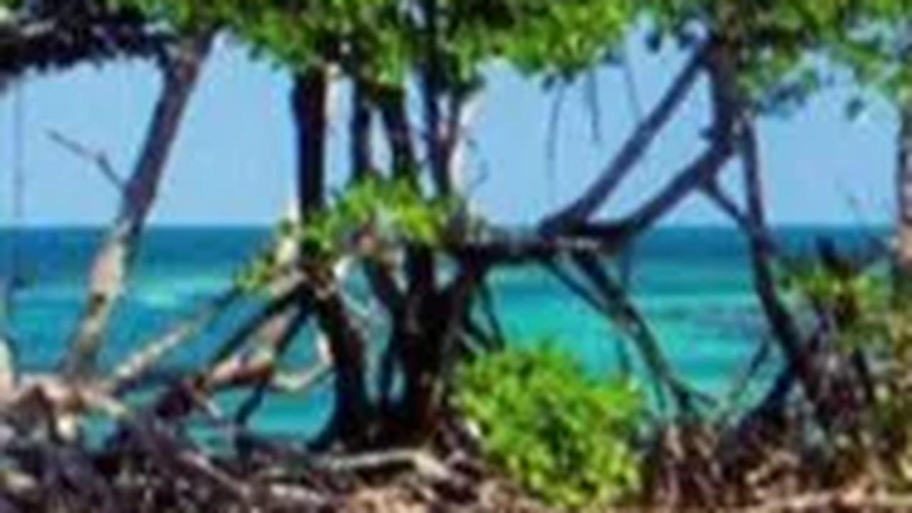 Direktur IMF Puji Jokowi: yang Dilakukan Indonesia ke Mangrove itu Indah