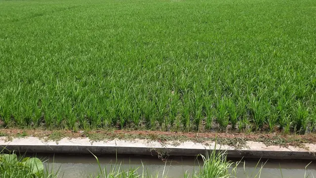 Fakta-fakta Kabupaten Sukoharjo Tempat Asal Batik Keris